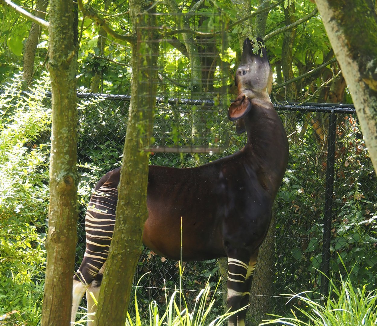 Okapi (Okapia johnstoni), 2024-06-30