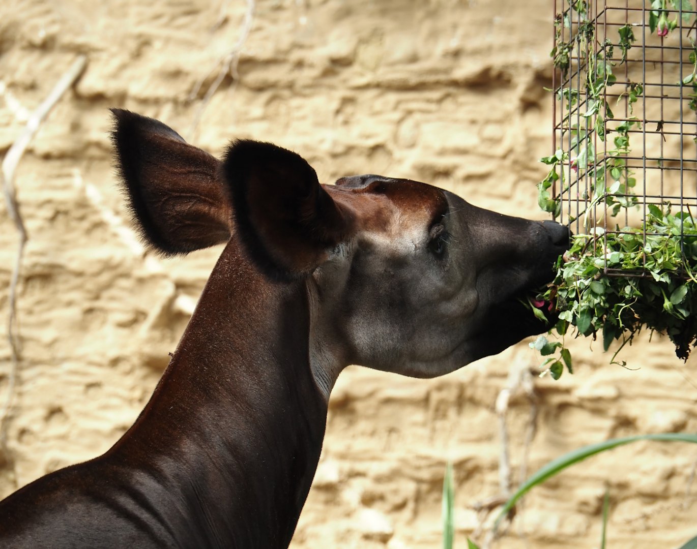 Okapi (Okapia johnstoni), 2024-06-30