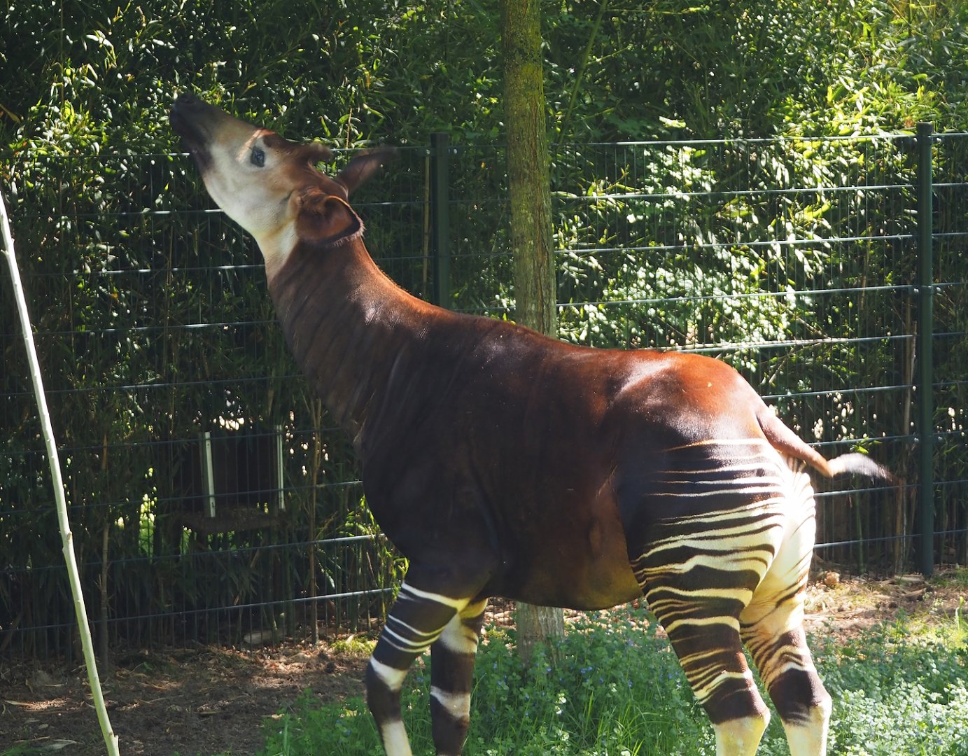 Okapi (Okapia johnstoni), 2025-04-30