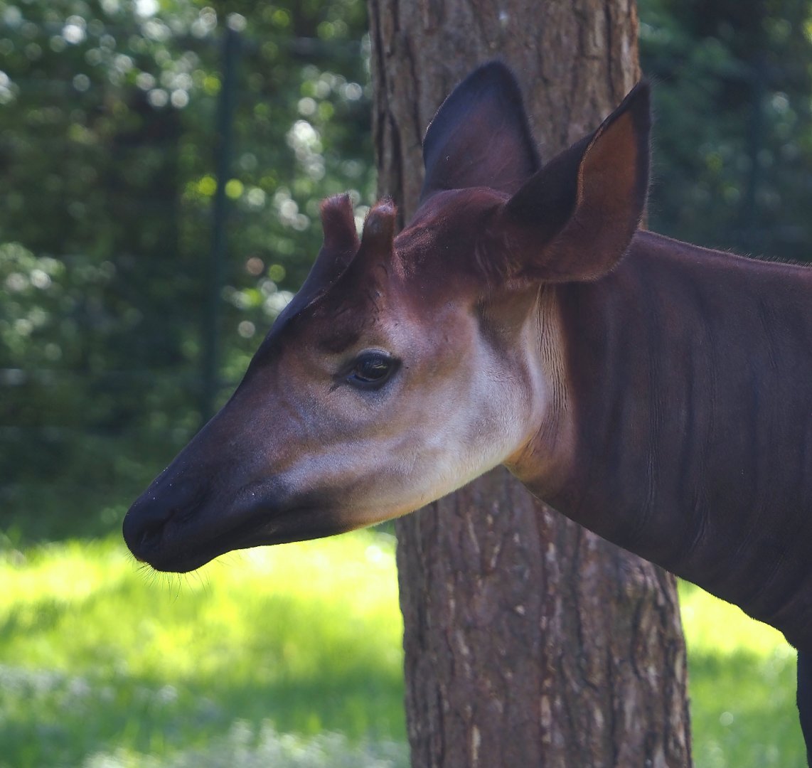 Okapi (Okapia johnstoni), 2025-04-30