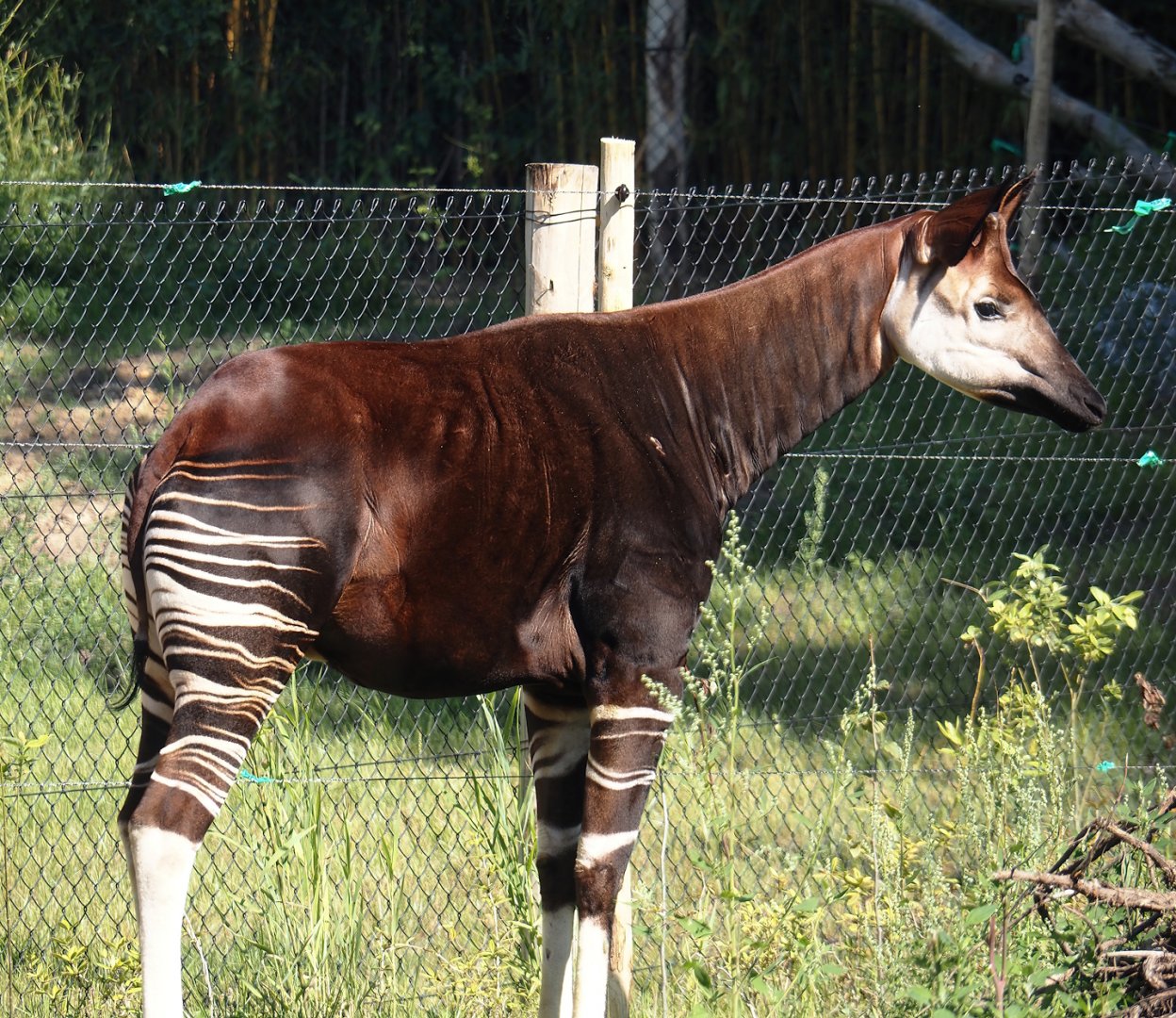 Okapi (Okapia johnstoni), 2025-08-03