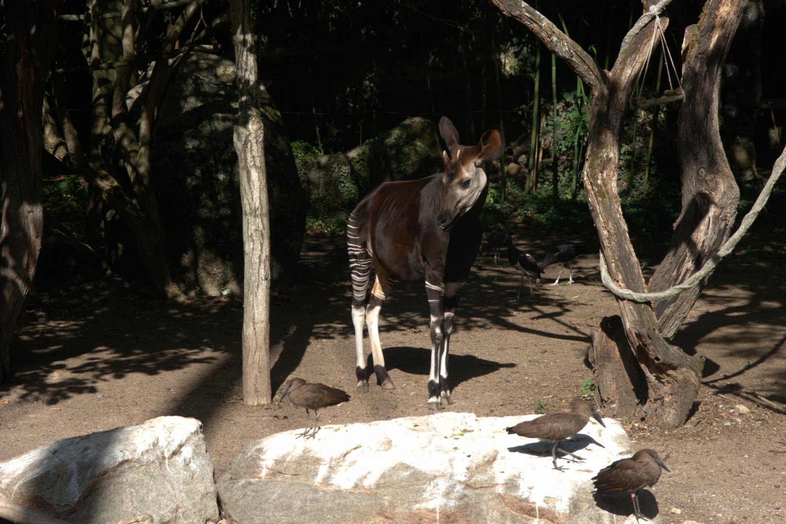 Okapi (Okapia johnstoni), 27-08-25