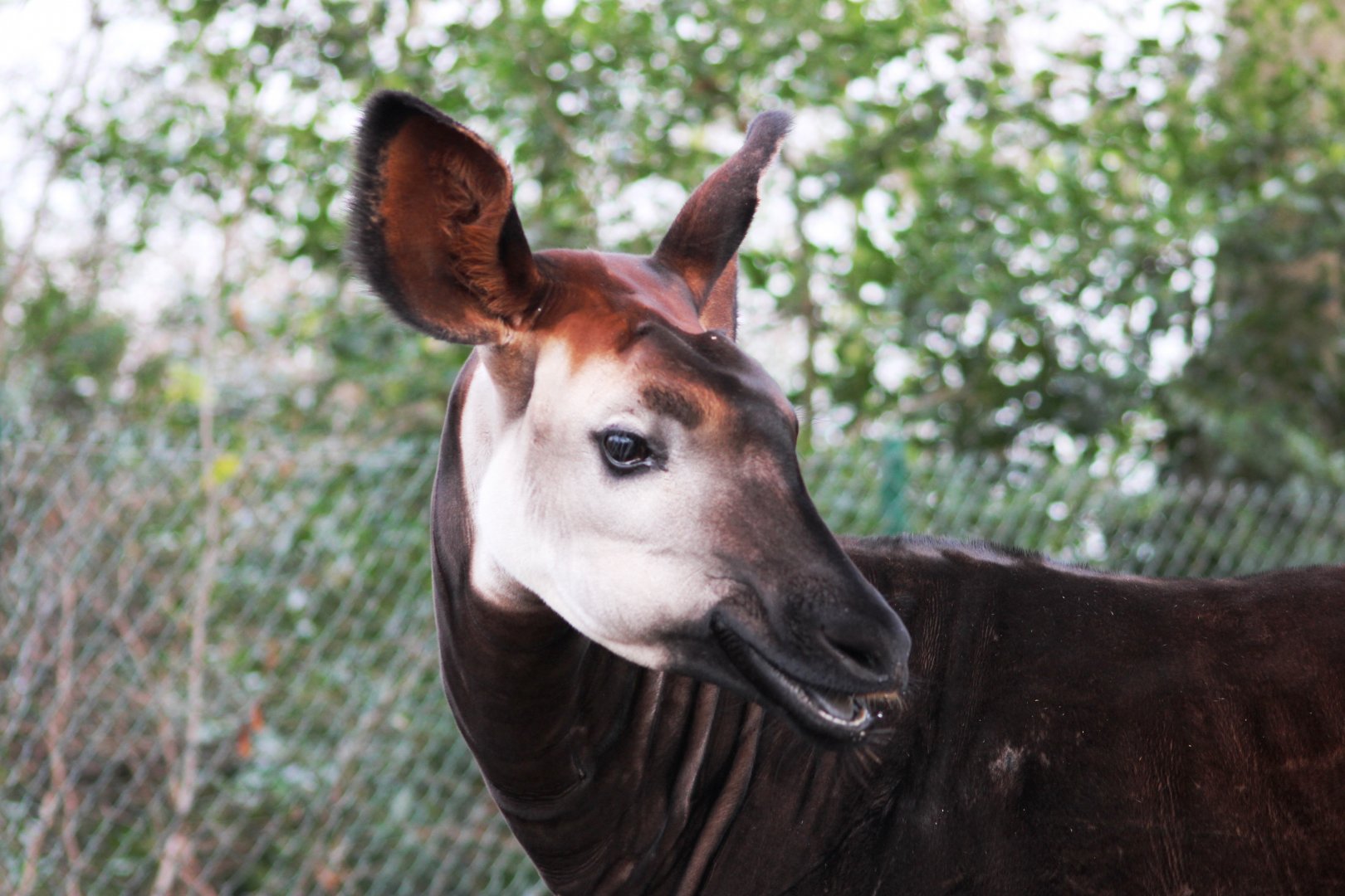 Okapi (Okapia johnstoni); 30th December 2018