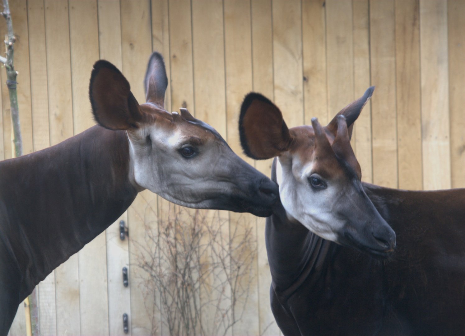 Okapi (Okapia johnstoni), 31-10-25