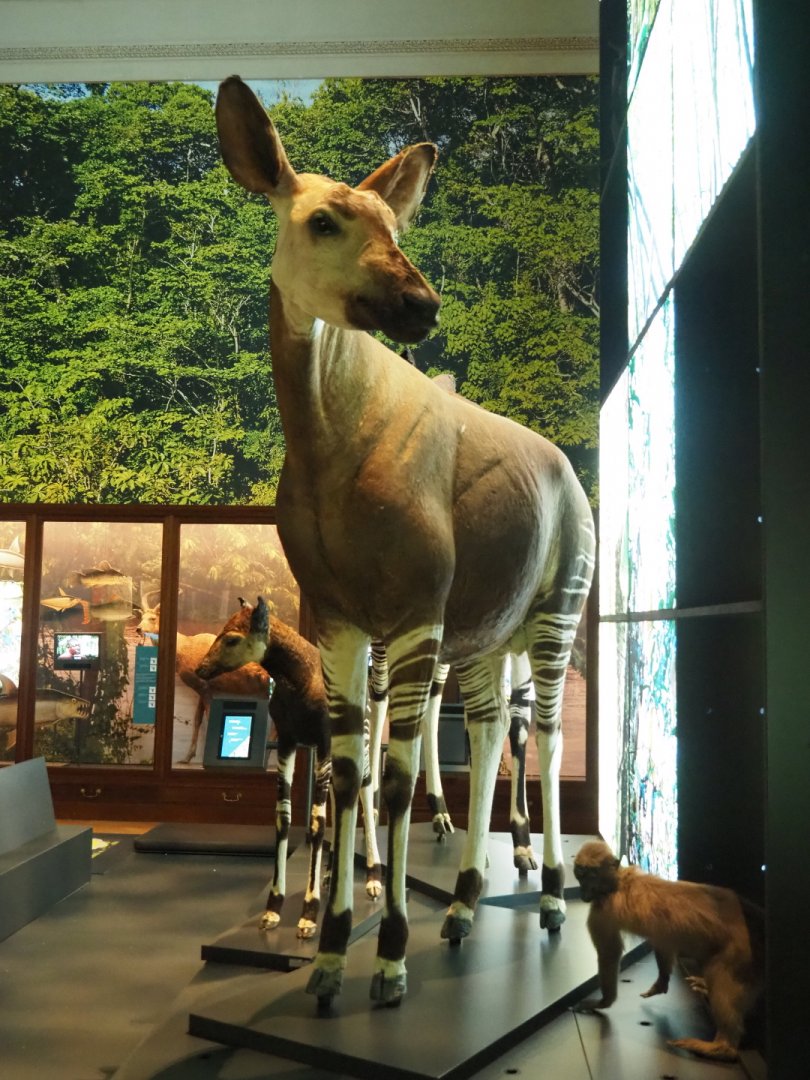 Okapi (Okapia johnstoni) and Agile mangabey (Cercocebus agilis) specimens, 2021-10-20