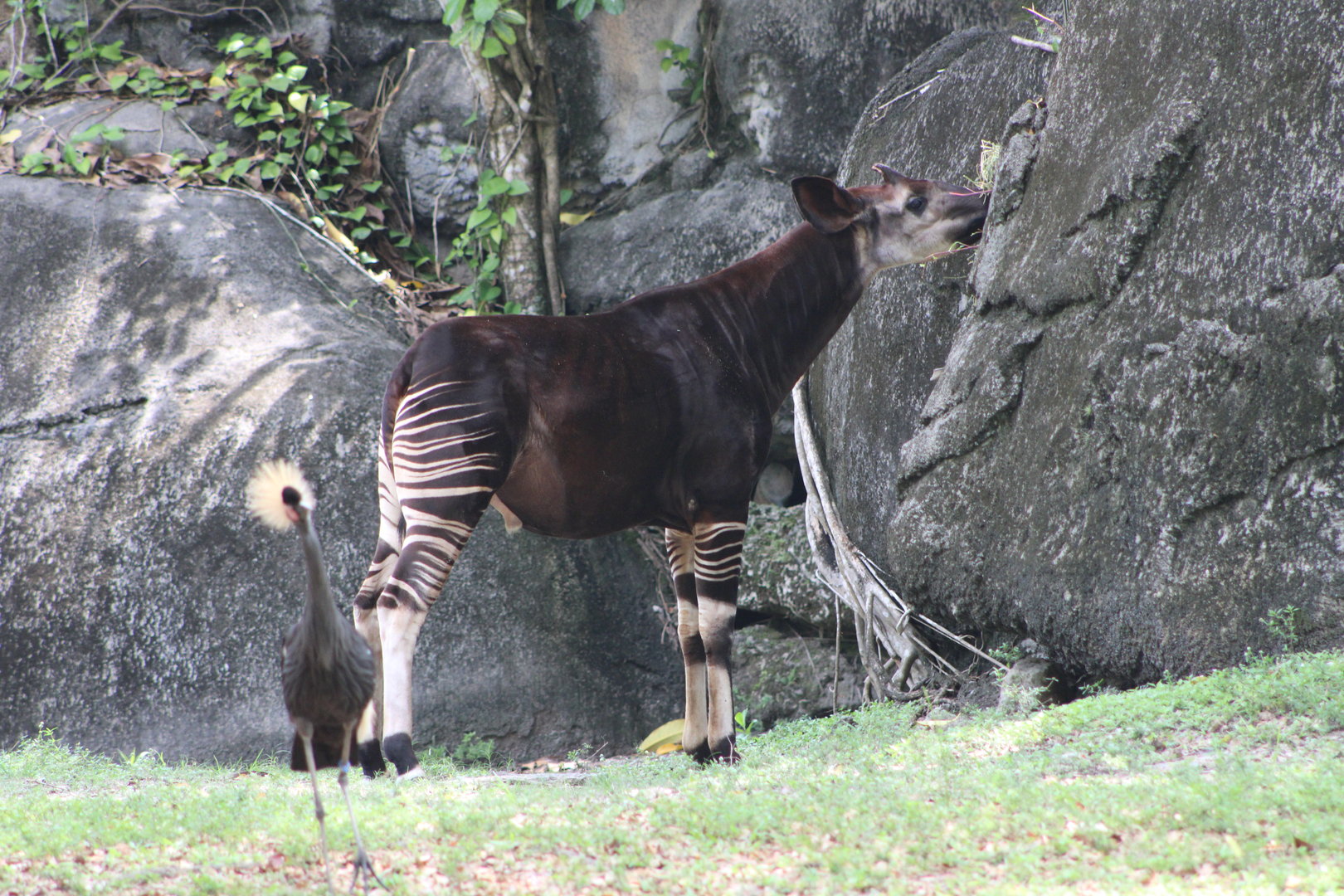 Okapi (Okapia johnstoni) and Black Crowned Crane (Balearica pavonina)