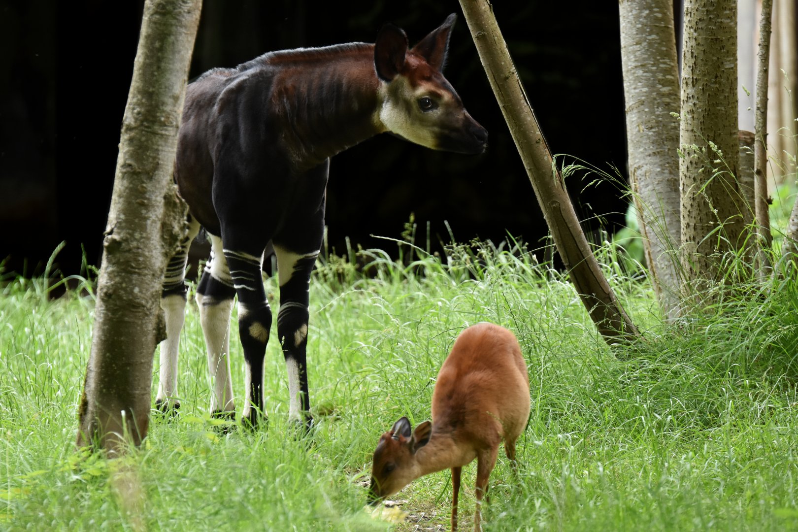 Okapi (Okapia johnstoni) and Natal red duiker (Cephalophus natalensis)