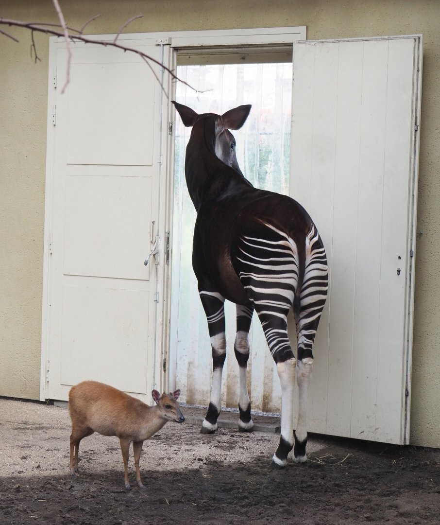 Okapi (Okapia johnstoni) and Red duiker (Cephalophus natalensis), 2022-03-16