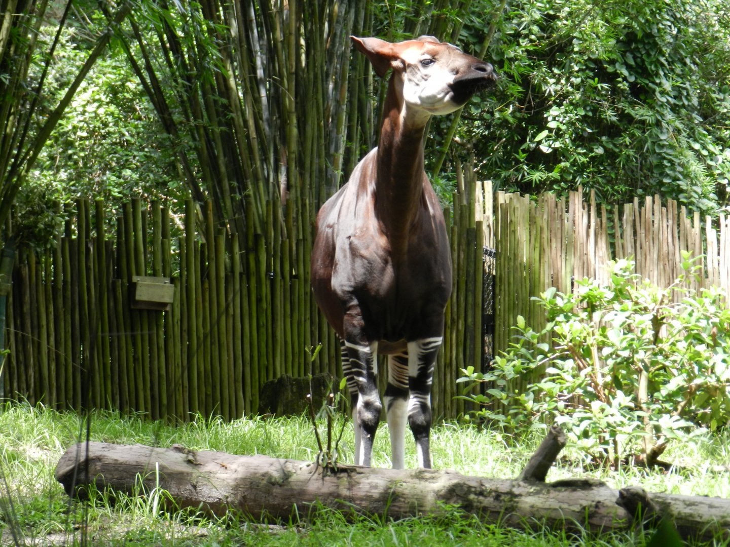 Okapi (Okapia johnstoni) at Disney's Animal Kingdom Park