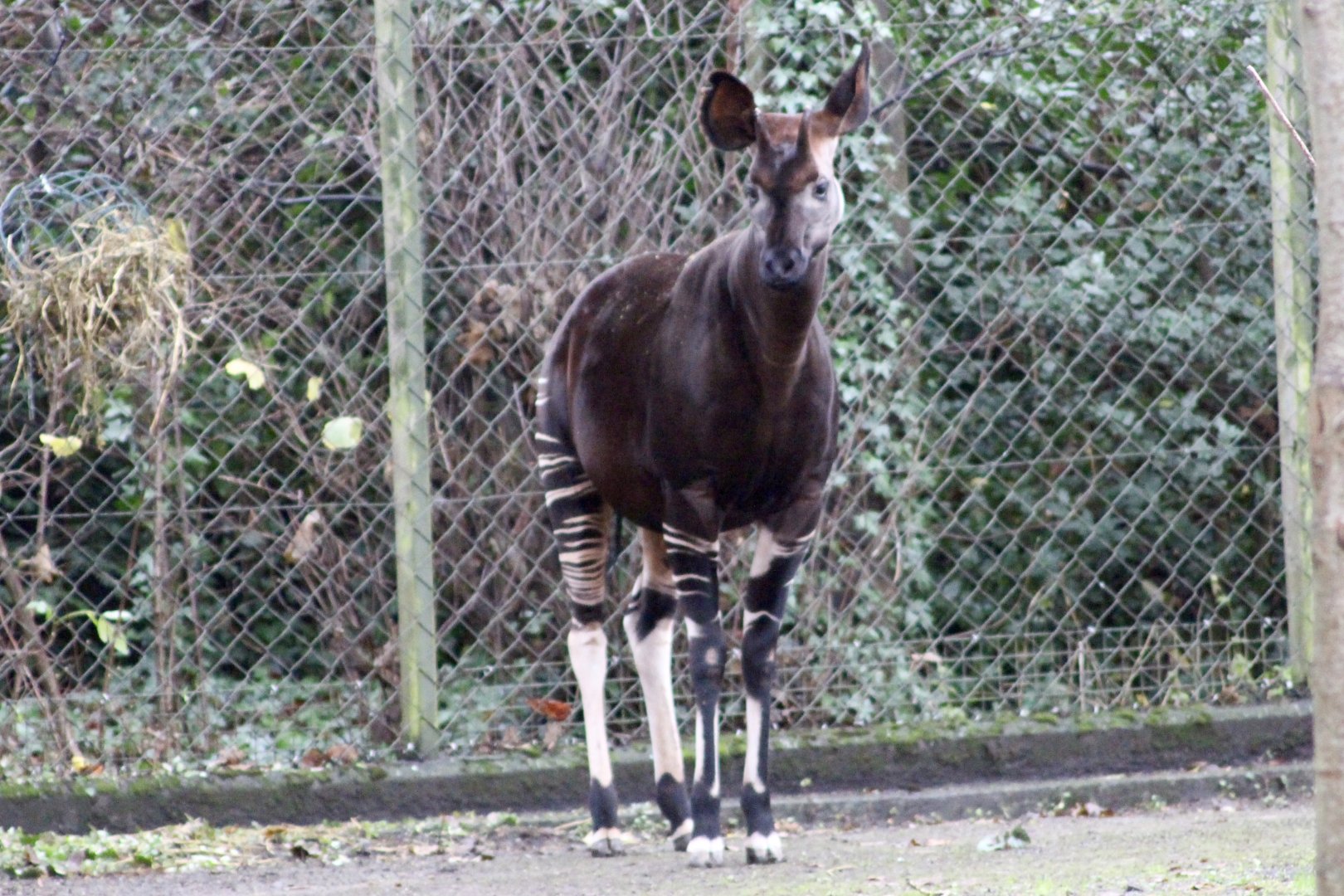 Okapi (Okapia johnstoni) at Dublin Zoo - 27/12/2021
