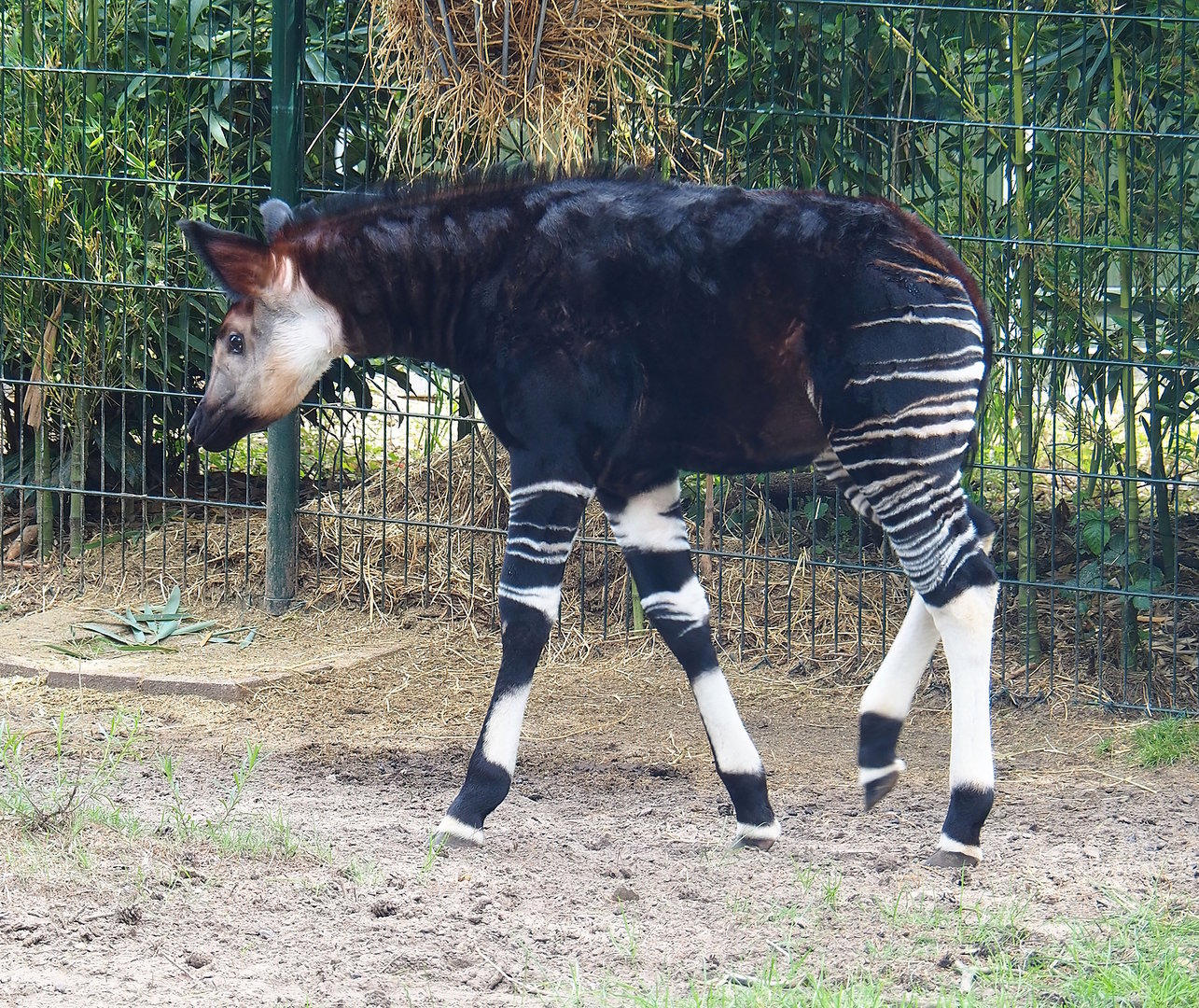 Okapi (Okapia johnstoni) calf, 2022-06-12