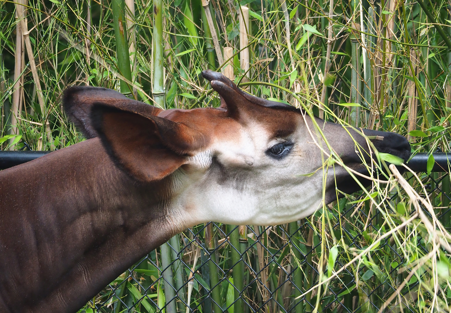 Okapi (Okapia johnstoni) eating bamboo, 2023-07-02