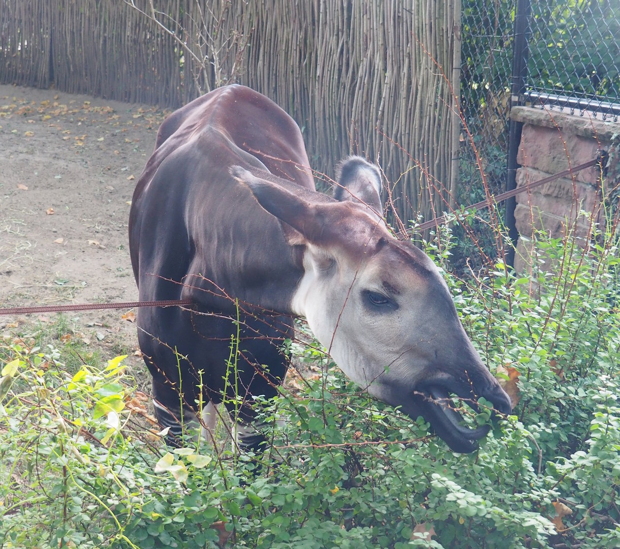 Okapi (Okapia johnstoni) eating shrubs, 2022-09-04