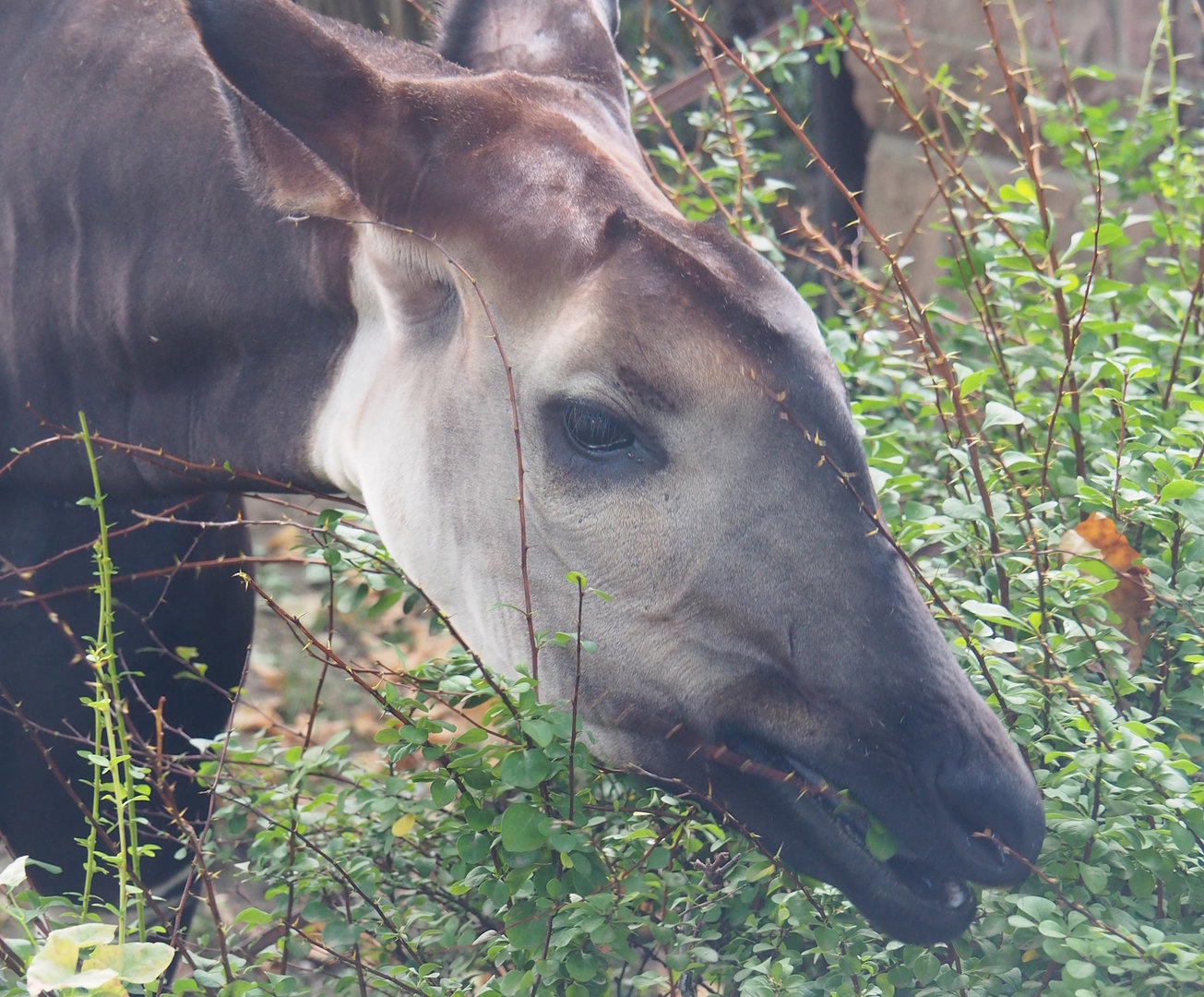 Okapi (Okapia johnstoni) eating shrubs, 2022-09-04