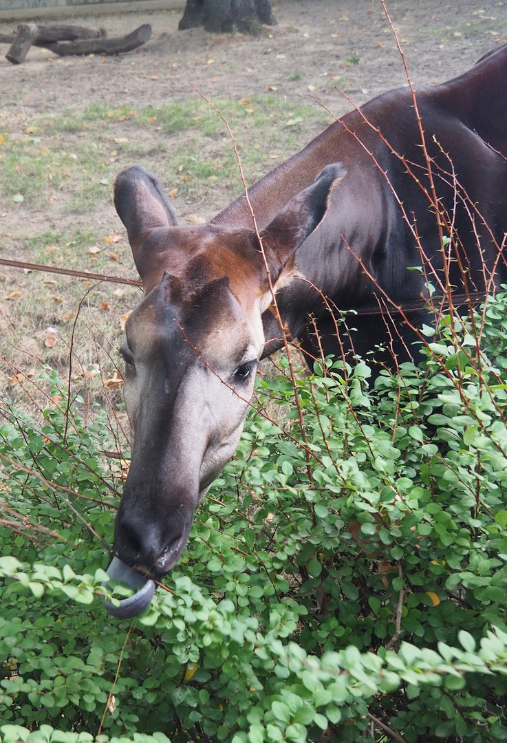 Okapi (Okapia johnstoni) eating shrubs, 2022-09-04