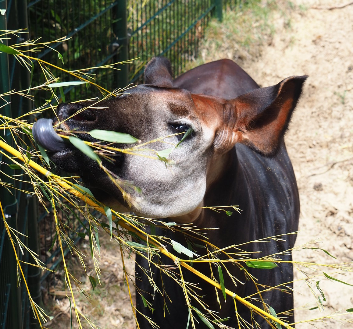 Okapi (Okapia johnstoni) feeding on bamboo leaves, 2022-06-12