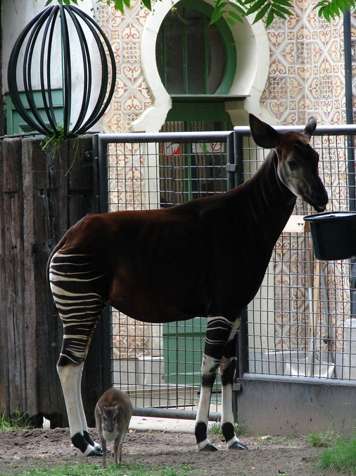 Okapi (Okapia johnstoni) female Sofie and Maxwell's duiker (Philantomba max