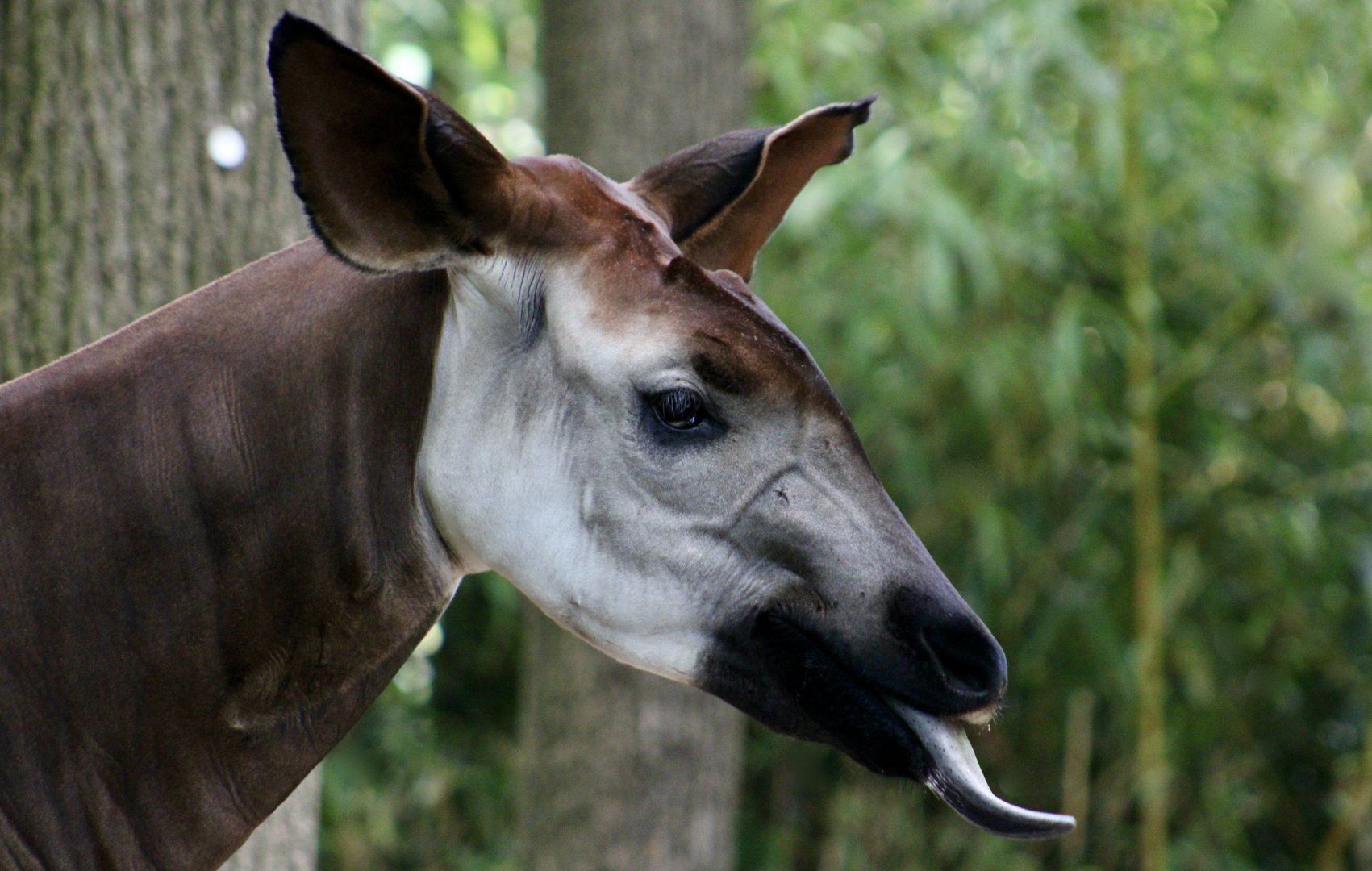 Okapi (Okapia johnstoni) female
