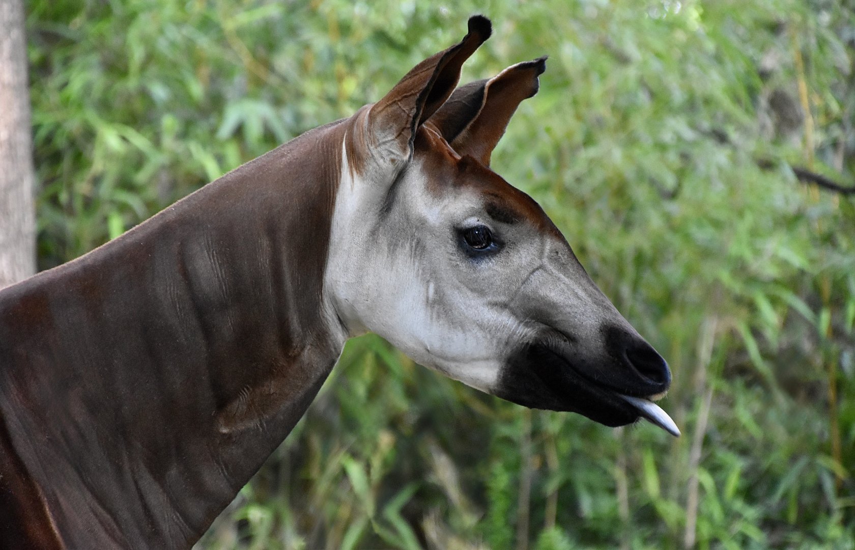 Okapi (Okapia johnstoni) female