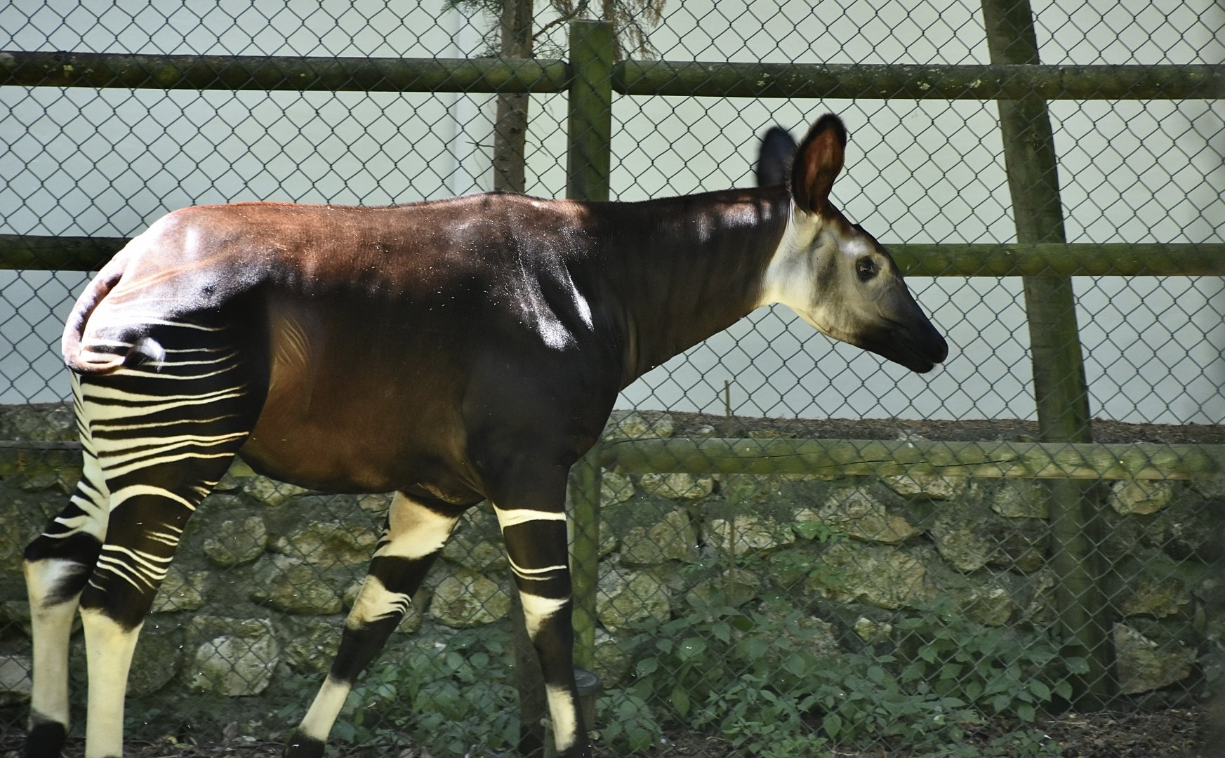 Okapi (Okapia johnstoni) female