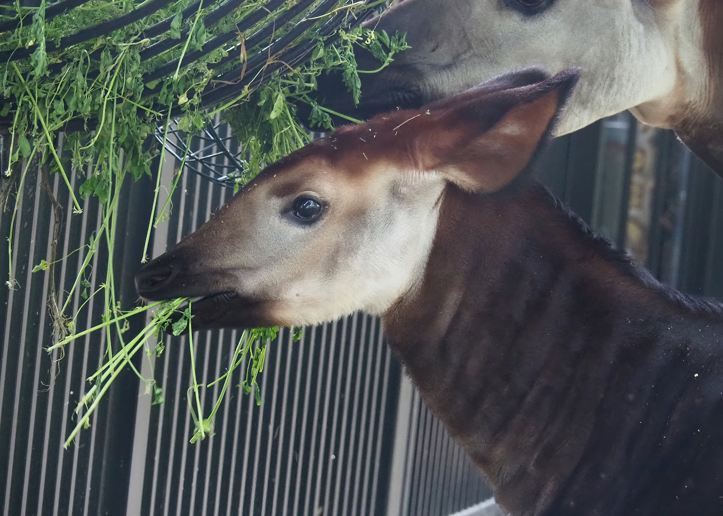 Okapi (Okapia johnstoni) foal, 2022-07-10
