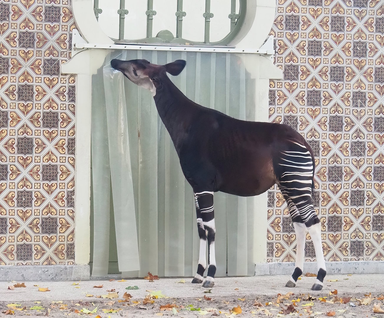 Okapi (Okapia johnstoni) licking plastic door flaps, 2022-10-29