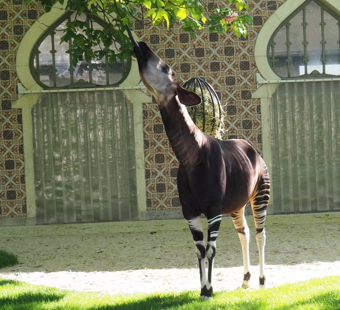 Okapi (Okapia johnstoni) Lindi, 2019-04-20
