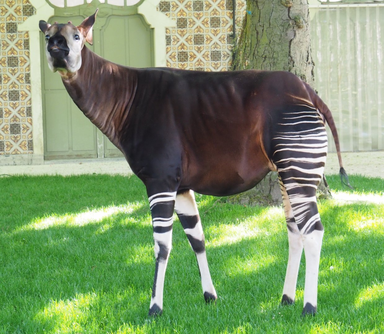 Okapi (Okapia johnstoni) Lindi, 2019-04-20