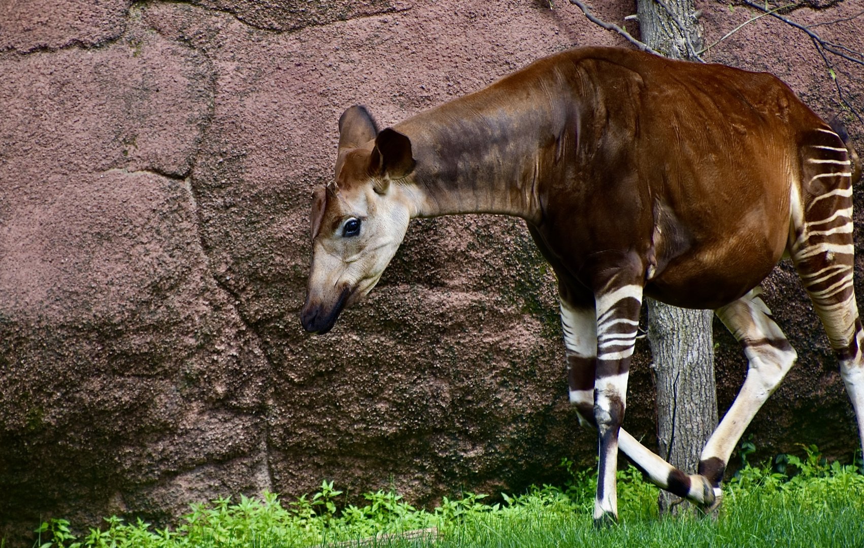 Okapi (Okapia johnstoni) male