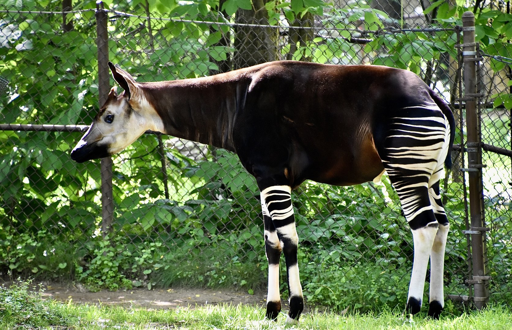 Okapi (Okapia johnstoni) male
