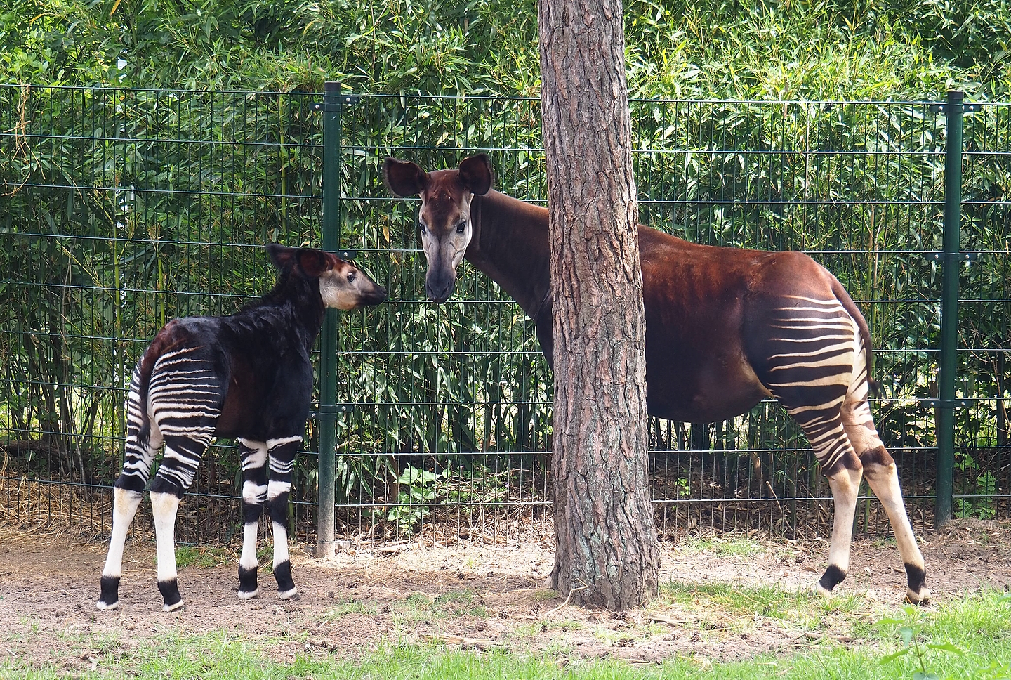 Okapi (Okapia johnstoni) mother and calf, 2022-06-12