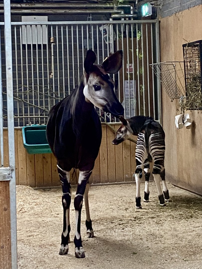 Okapi (Okapia johnstoni) mother and calf