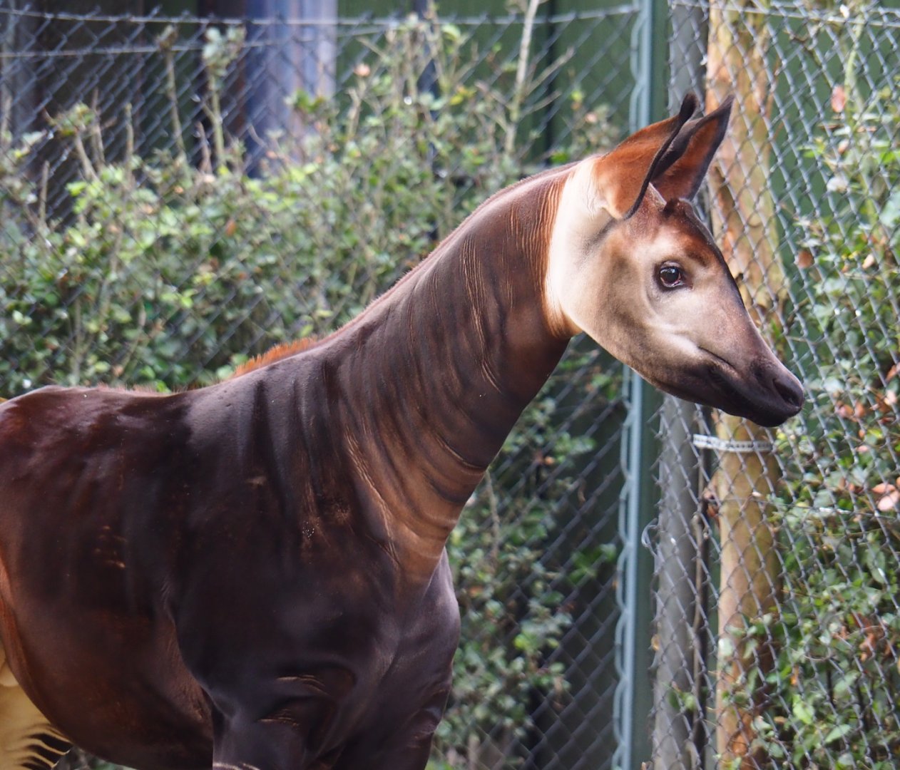 Okapi (Okapia johnstoni), Nov 10th, 2018