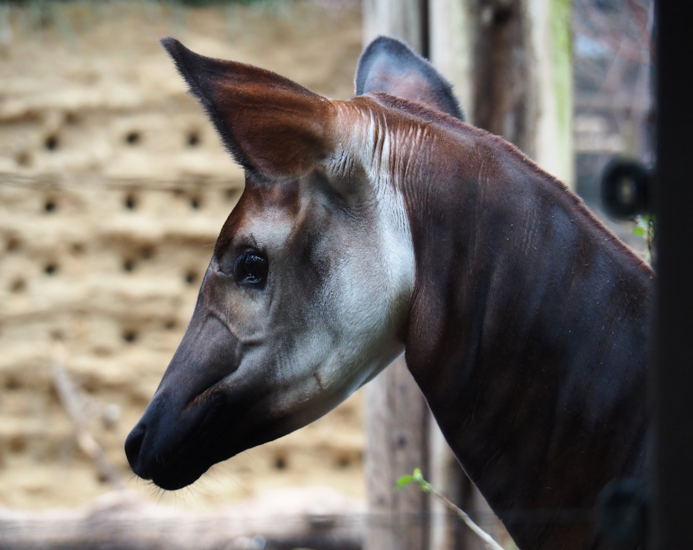 Okapi (Okapia johnstoni), Nov 10th, 2018