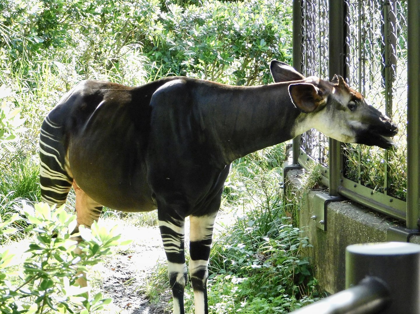 Okapi (Okapia johnstoni) November 1, 2025