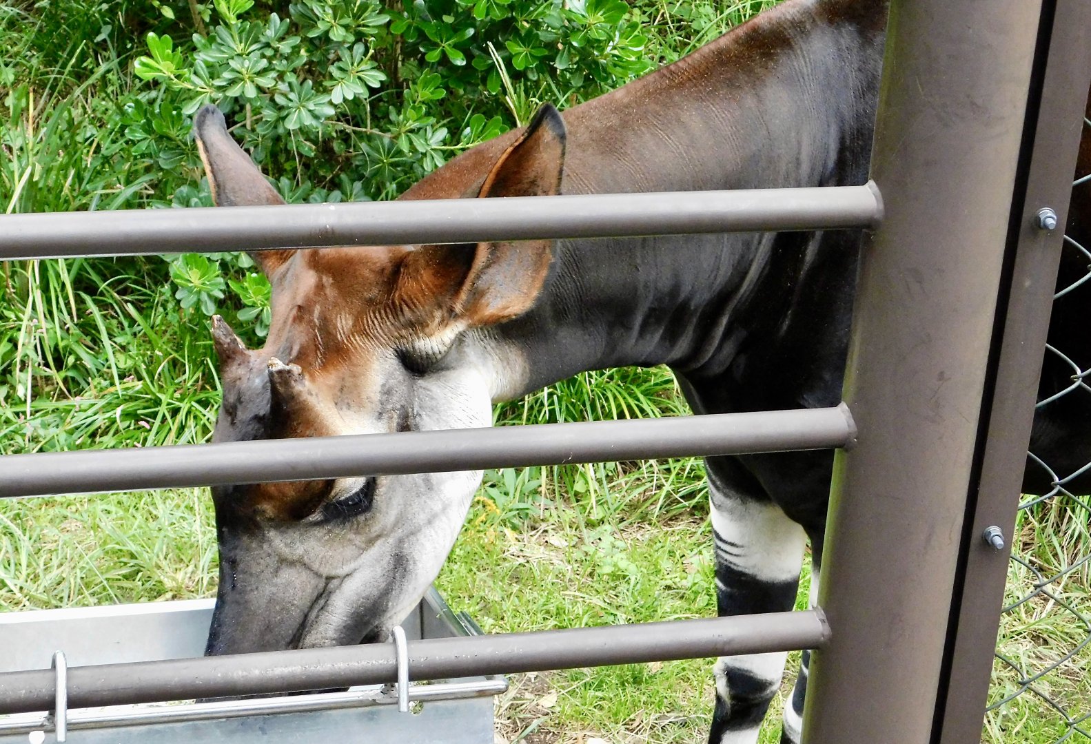 Okapi (Okapia johnstoni) November 1, 2025