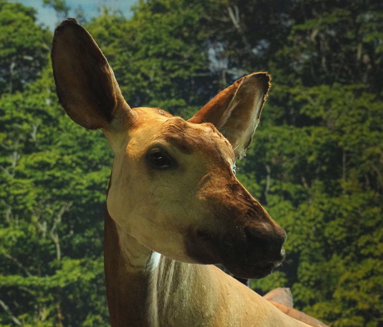 Okapi (Okapia johnstoni) specimen, 2021-10-20