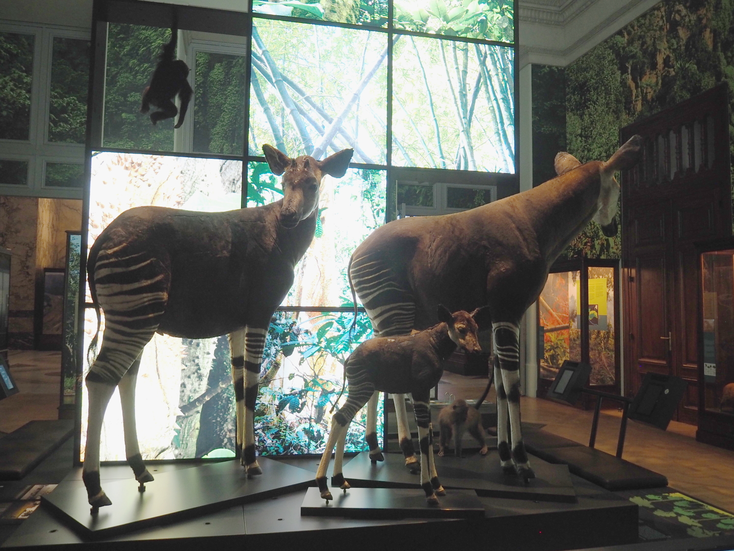 Okapi (Okapia johnstoni) specimens, 2021-10-20