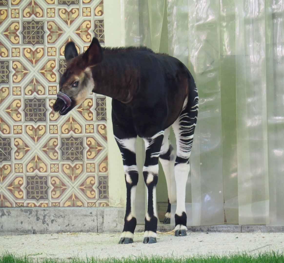 Okapi (Okapia johnstoni) Ubundu (born 2019-01-26), 2019-04-20
