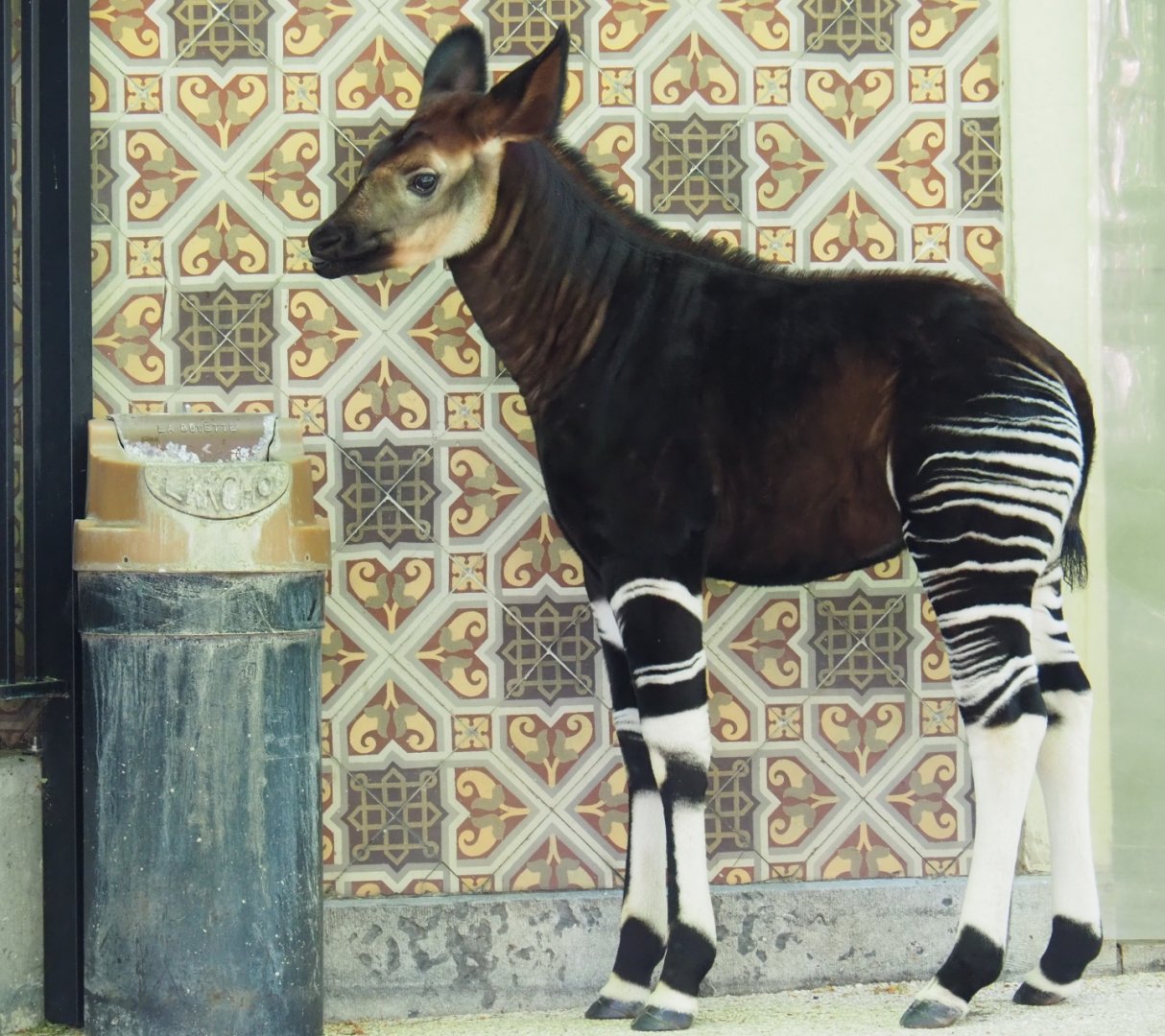 Okapi (Okapia johnstoni) Ubundu (born 2019-01-26), 2019-04-20