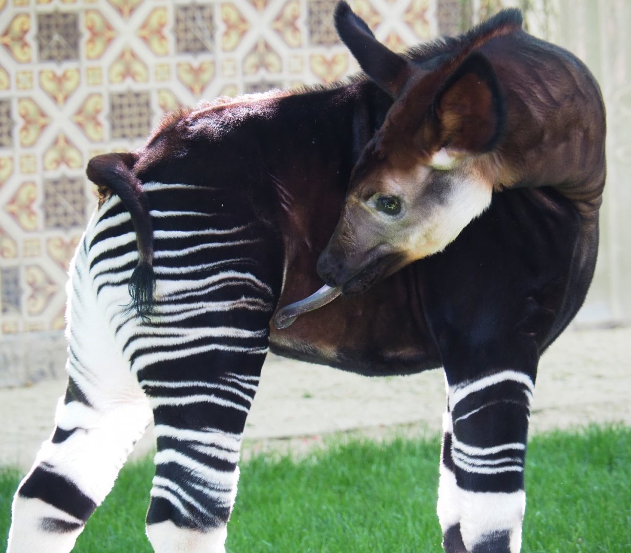 Okapi (Okapia johnstoni) Ubundu (born 2019-01-26), 2019-04-20