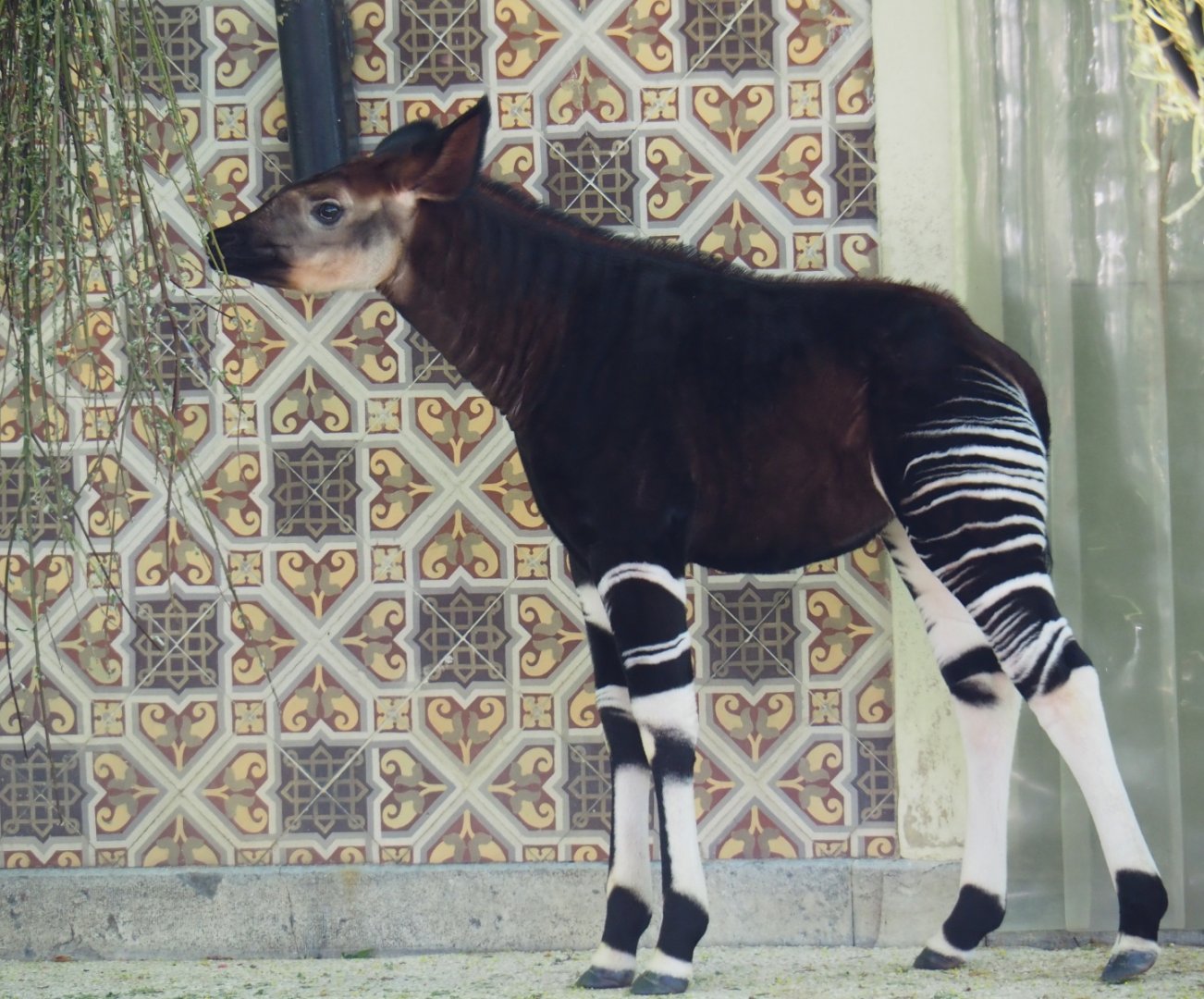 Okapi (Okapia johnstoni) Ubundu (born 2019-01-26), 2019-04-20