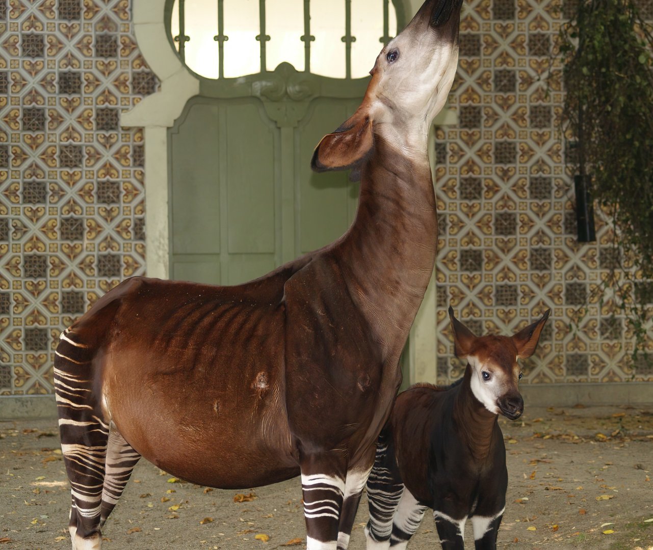 Okapi (Okapia johnstoni) with calf, 2006-07-24