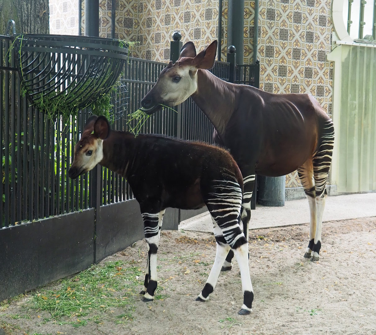 Okapi (Okapia johnstoni) with foal, 2022-07-10