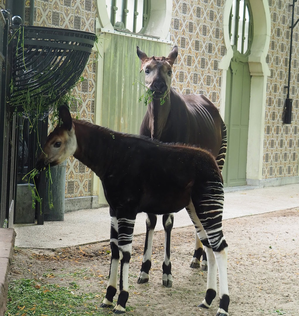 Okapi (Okapia johnstoni) with foal, 2022-07-10