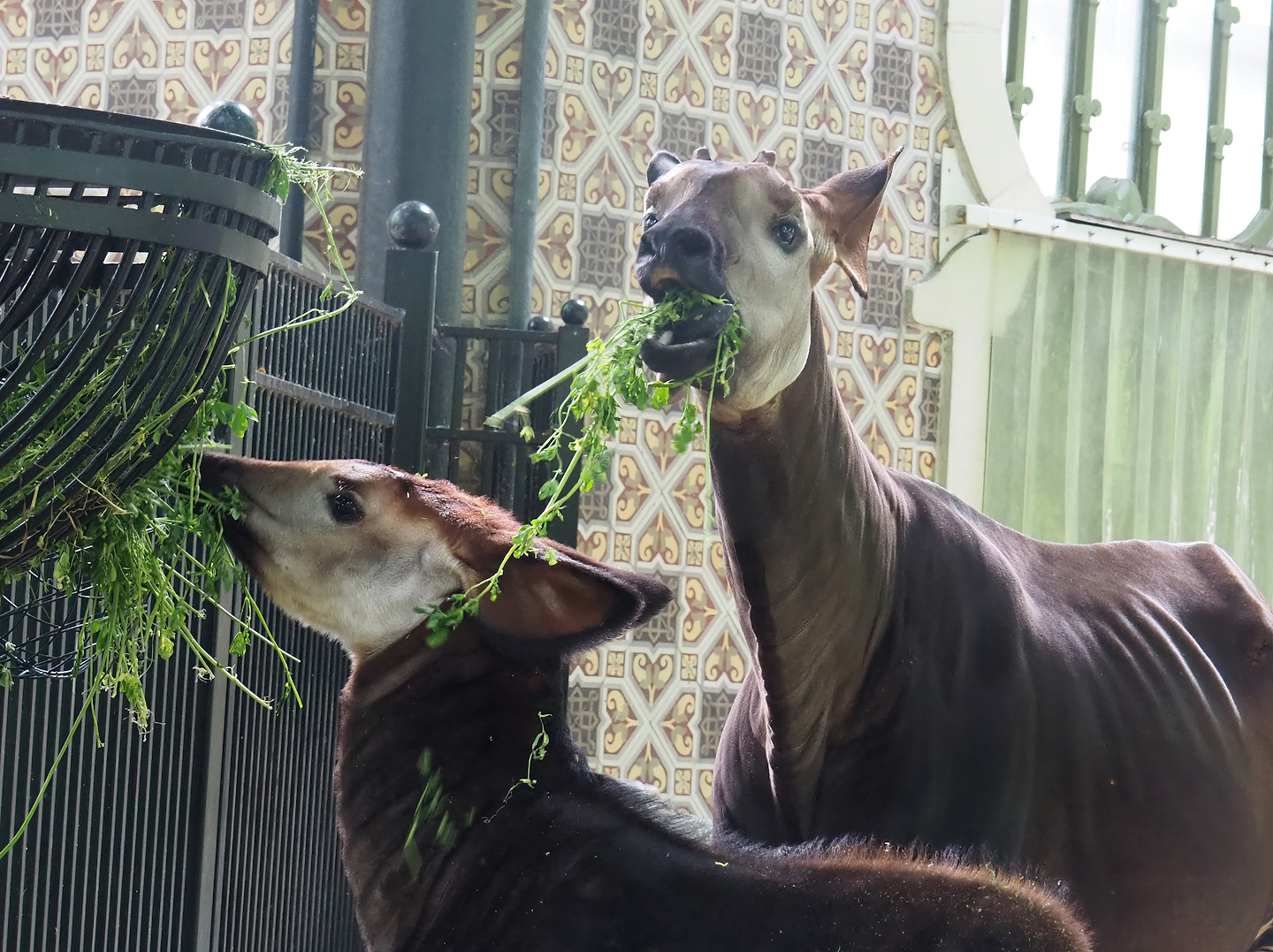 Okapi (Okapia johnstoni) with foal, 2022-07-10
