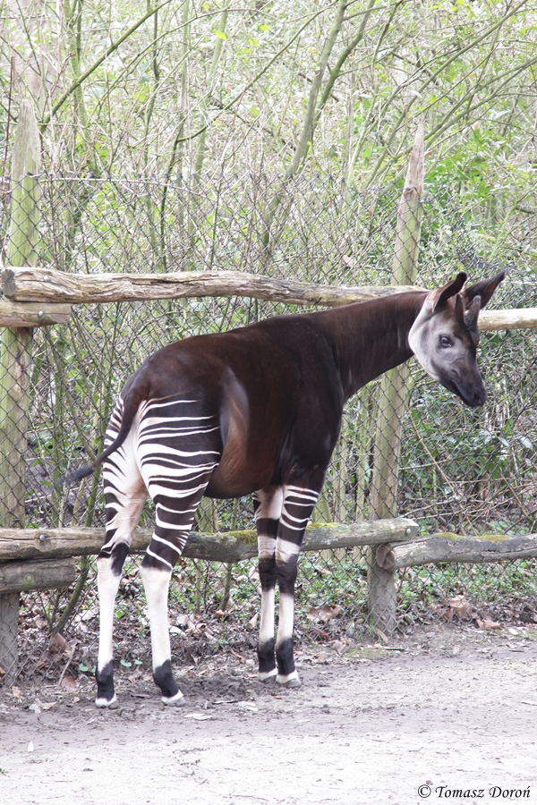 Okapi (Okapia johnstoni)
