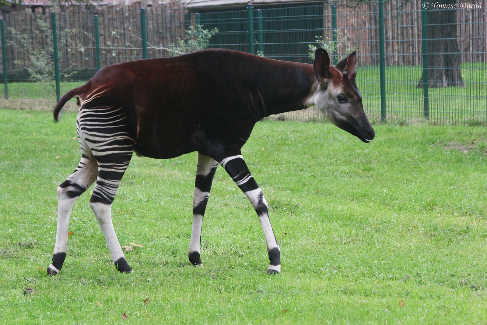 Okapi (Okapia johnstoni)