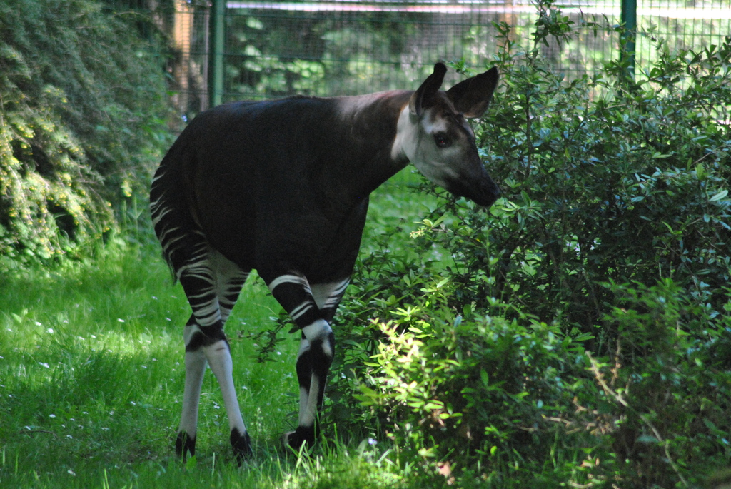 Okapi (Okapia johnstoni)