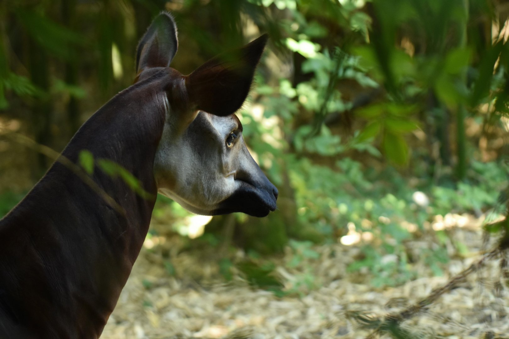 Okapi (Okapia johnstoni)